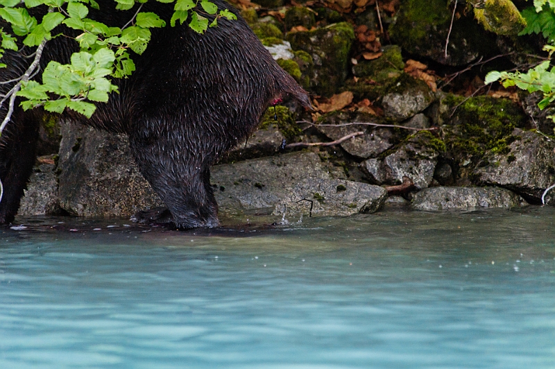 Alaska Wildlife-19.JPG